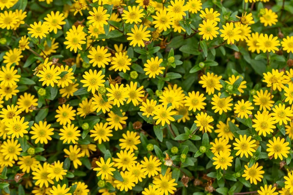 Вид Сверху Желтые Цветы Саду — стоковое фото