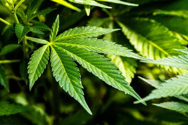 Yeşil yaprağı, keneviri veya marihuana bitkisini kapatın
