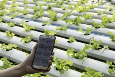 cep telefonu, hydroponic eco organik modern akıllı çiftlik 4.0 teknoloji kavramı, ziraat mühendisi tarım alanında bir raporu okudum bazı grafikler büyüme sebze gözlemleyerek çiftçi eğe 