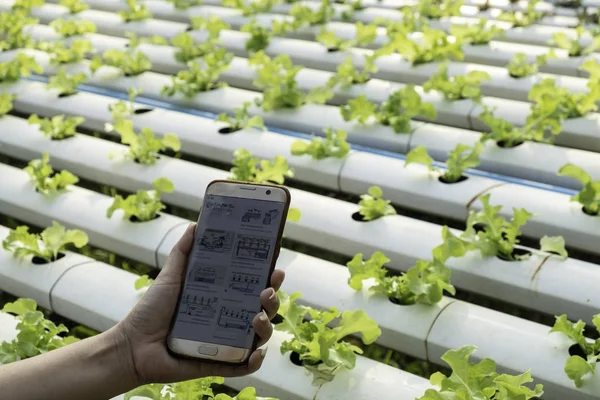 农民观察一些图表生长蔬菜领域在手机 水培生态有机现代智能农场4 技术概念 农学家在农业领域阅读报告 — 图库照片