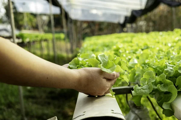 年轻的农民拿着蔬菜绿色橡木 水培生态有机现代智能农场4 — 图库照片