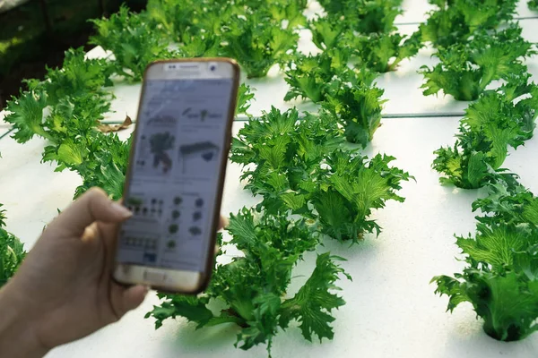 farmer observing some charts growth vegetable filed in mobile phone, hydroponic eco organic modern smart farm 4.0 technology concept, Agronomist in Agriculture Field read a report