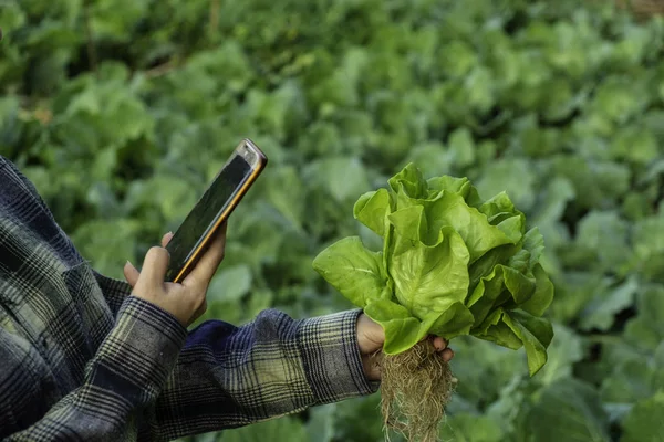 Young farmer take photo some growth vegetable filed in mobile phone, hydroponic eco organic modern smart farm 4.0 technology concept, Agronomist in Agriculture Field read a report