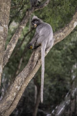 Colobinae da Langur yeme meyve uzun kuyruklu maymun ağaç üzerinde gri