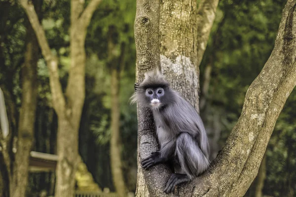 Slankapen Ook Gray Langur Lange Staart Aap Boom — Stockfoto