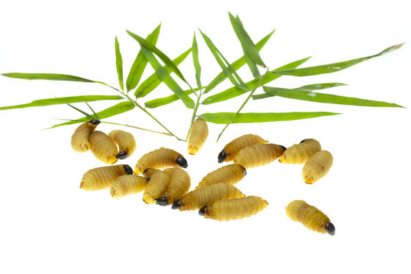 Red palm weevil larvae on white background