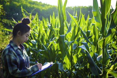 Genç çiftçi bazı grafikler tarlada gözlemleyerek eğe, Eco organik modern akıllı çiftlik 4.0 teknoloji kavramı