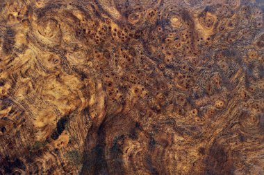 Real burl wood striped for Picture prints interior decoration, Exotic wooden beautiful pattern for crafts or abstract art texture background clipart