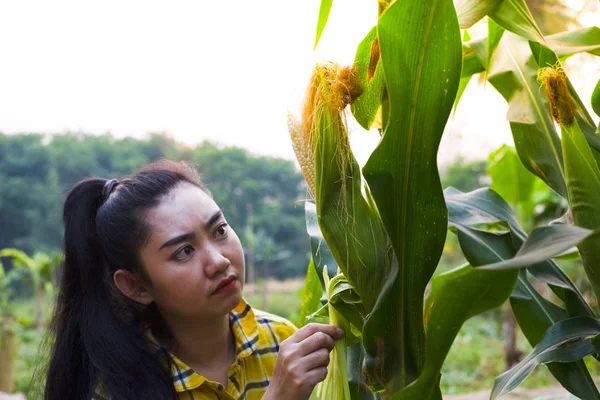 Jóvenes Agricultores Toman Fotos Maíz Crecimiento Teléfono Móvil Hidropónico Eco —  Fotos de Stock