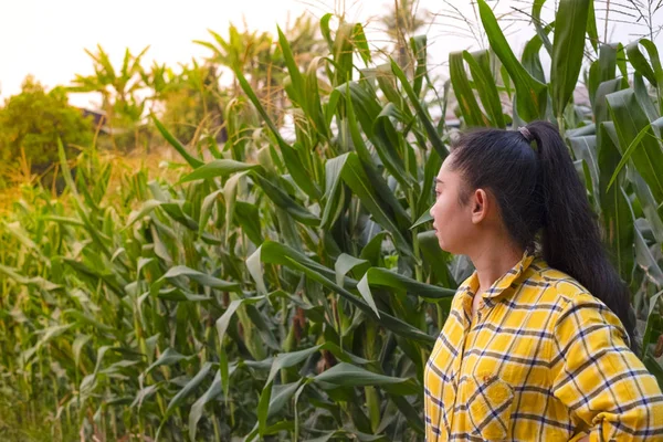 Jungbäuerin Beim Beobachten Einiger Schautafeln Mais Ökologischem Bio Konzept Smart — Stockfoto