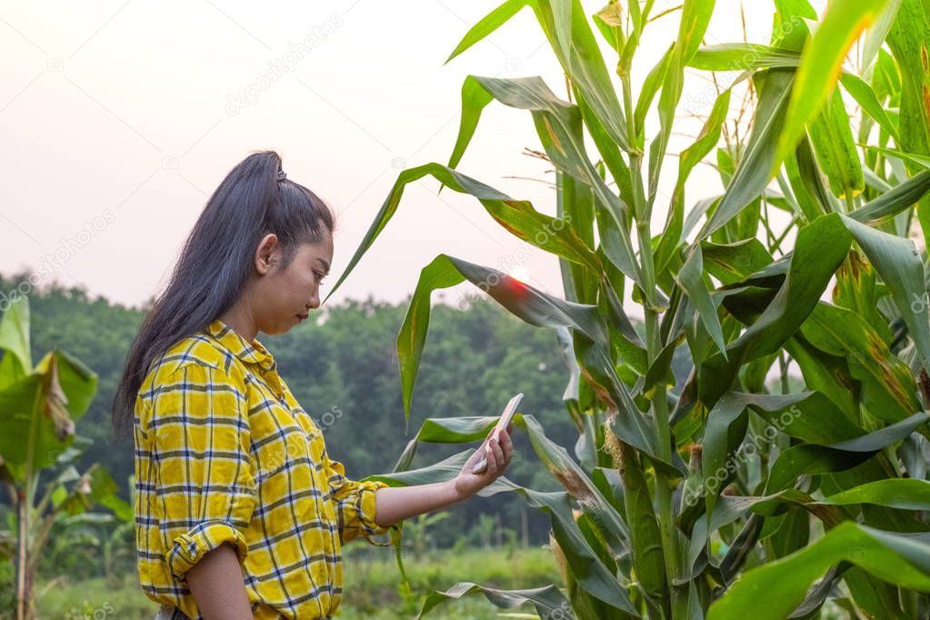 Young farmer take photo some growth corn in mobile phone, hydroponic Eco organic modern smart farm 4.0 technology concept
