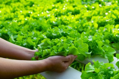 Genç çiftçi holding sebze yeşil kırmızı meşe, Hydroponic Eco organik modern akıllı çiftlik 4.0 teknolojisi olduğunu