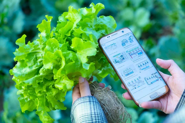 farmer observing some charts growth vegetable filed in mobile phone, hydroponic Eco organic modern smart farm 4.0 technology concept, Agronomist in Agriculture Field read a report