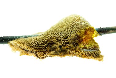 Petek bambu şube ve izole üzerinde beyaz arka plan üzerinde 