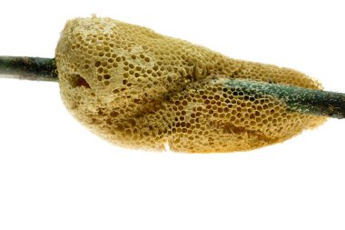 Petek bambu şube ve izole üzerinde beyaz arka plan üzerinde 