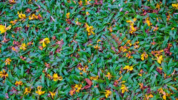 Widok Góry Zielona Trawa Żółty Kwiat Suchy Tłem — Zdjęcie stockowe
