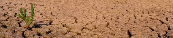 Kaktusové Síto Suchá Půda Aridních Oblastech Krajinné Panorama — Stock fotografie