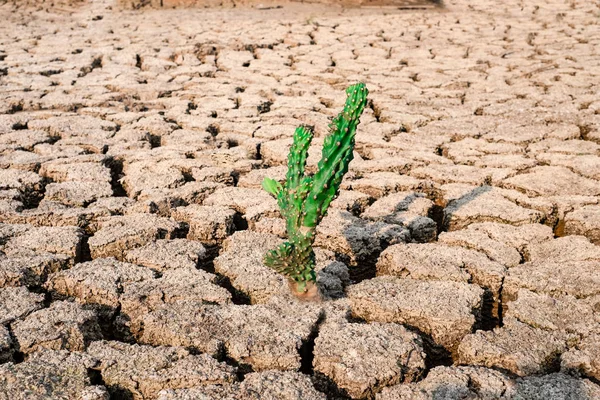 Cactus Creciendo Suelo Estanterías Seco Áreas Áridas Panorama Del Paisaje — Foto de Stock
