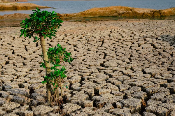 Cultivo Árboles Estanterías Suelo Seco Áreas Áridas Panorama Del Paisaje — Foto de Stock