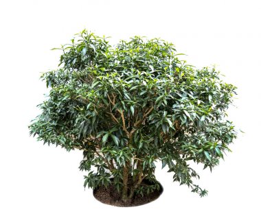 Bir ağaç Izole beyaz arka plan üzerinde yeşil yaprak vardır, Terminalia ivorensis çev Tayland ağaçları