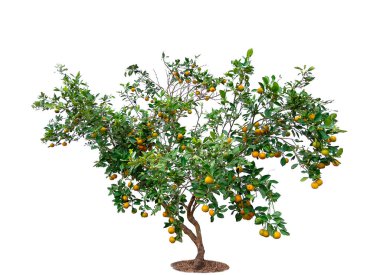 Izole beyaz arka planda bir turuncu ağaç, Citrus japonica Thunb Tayland ağaçları