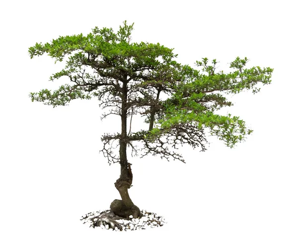Drzewo Zielony Liść Białym Tle Terminalia Ivorensis Chev Jest Drzew — Zdjęcie stockowe