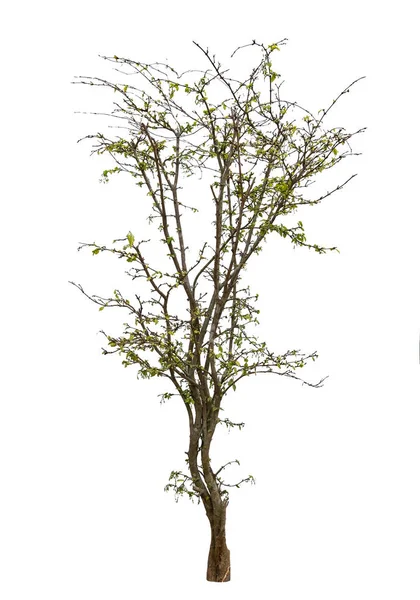 Дерево Имеет Зеленый Лист Изолированном Белом Фоне Terminalia Ivorensis Chev — стоковое фото