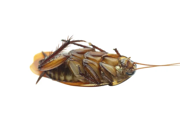 Macro Top View Dead Cockroach Isolated White Background — Stock Photo, Image