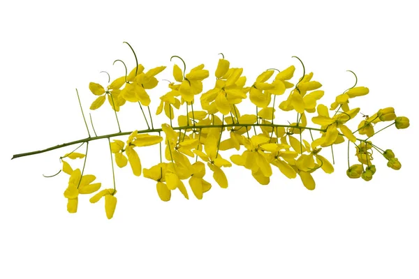 Fleur Jaune Sur Fond Blanc Isolé Fleurs Cassia Javanaise Est — Photo