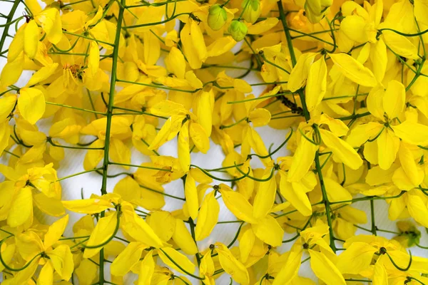 Flor Amarela Fundo Branco Isolado Flores Cássia Javanesa Tailândia — Fotografia de Stock