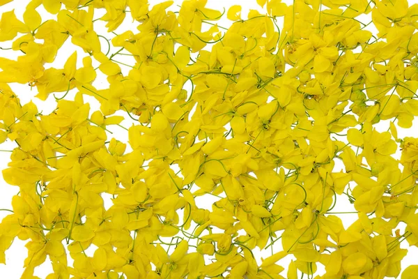 Flor Amarela Fundo Branco Isolado Flores Cássia Javanesa Tailândia — Fotografia de Stock