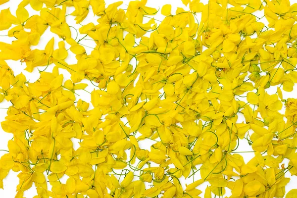 Flor Amarela Fundo Branco Isolado Flores Cássia Javanesa Tailândia — Fotografia de Stock