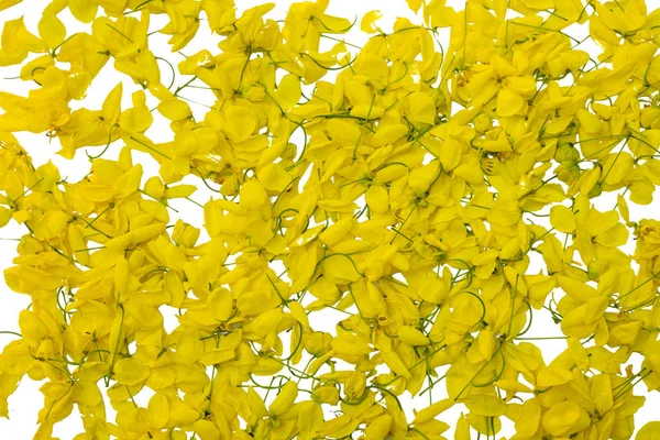Flor Amarela Fundo Branco Isolado Flores Cássia Javanesa Tailândia — Fotografia de Stock