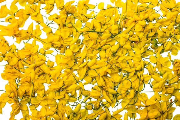 Flor Amarela Fundo Branco Isolado Flores Cássia Javanesa Tailândia — Fotografia de Stock