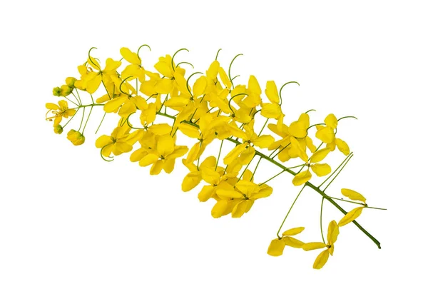 Fleur Jaune Sur Fond Blanc Isolé Fleurs Cassia Javanaise Est — Photo