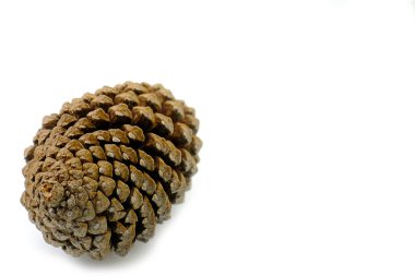 beyaz arka planda kuru bir çam kozu