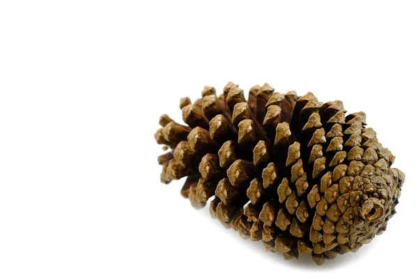 Pine Cone Dry White Background — Stock Photo, Image