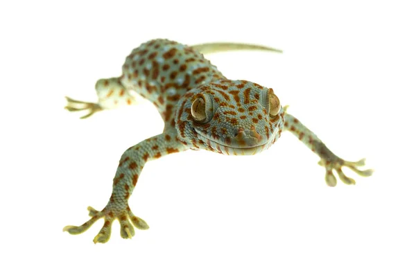 Tokay Gecko Klingi Białym Tle — Zdjęcie stockowe