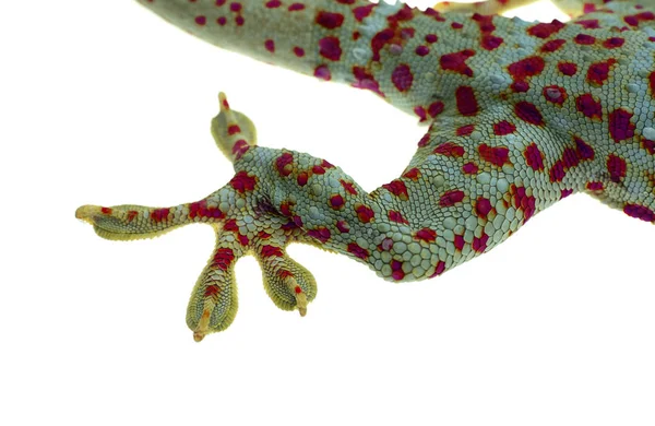 Gros Plan Gecko Jambe Doigts Sur Fond Blanc — Photo