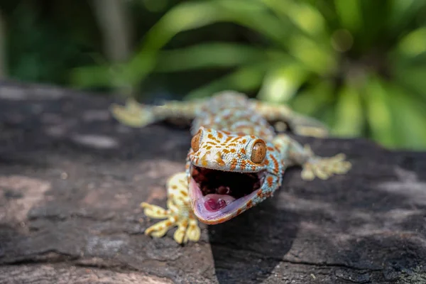 Gecko Tokay Przylega Drzewa Zielonym Niewyraźne Tło — Zdjęcie stockowe