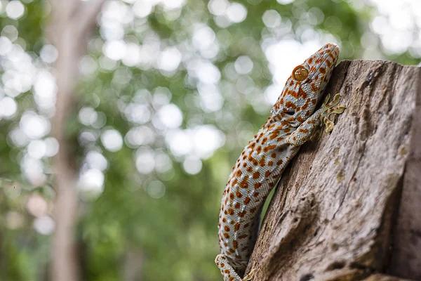 Tokay Gecko Accroche Arbre Sur Fond Vert Flou — Photo
