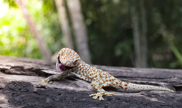 Tokay Gecko Clings Ett Träd Grön Suddig Bakgrund — Stockfoto