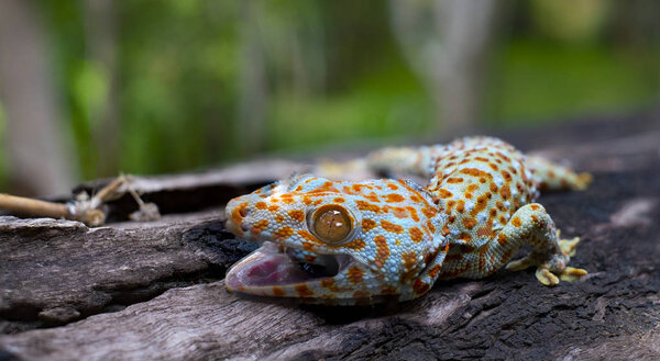 Tokay gecko clings into a tree on green blurred background