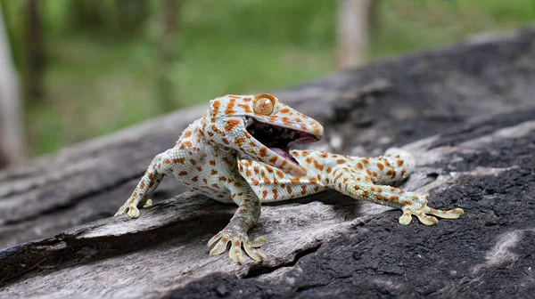 Gecko Tokay Przylega Drzewa Zielonym Niewyraźne Tło — Zdjęcie stockowe