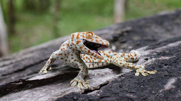 Tokay gecko clings into a tree on green blurred background