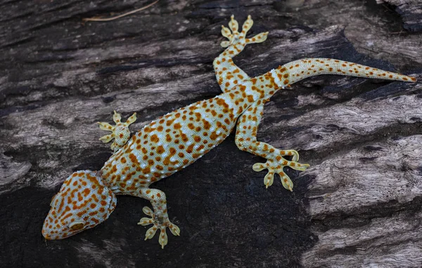 Tokay Gecko Clings Gammal Trä Bakgrund — Stockfoto