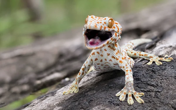 Tokay Gecko Aferra Árbol Fondo Verde Borroso —  Fotos de Stock