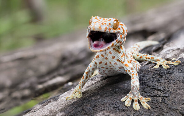 Tokay gecko clings into a tree on green blurred background