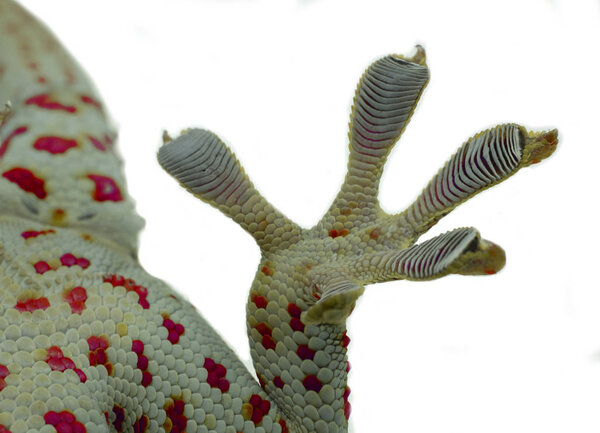 Close up Gecko leg and fingers on white background