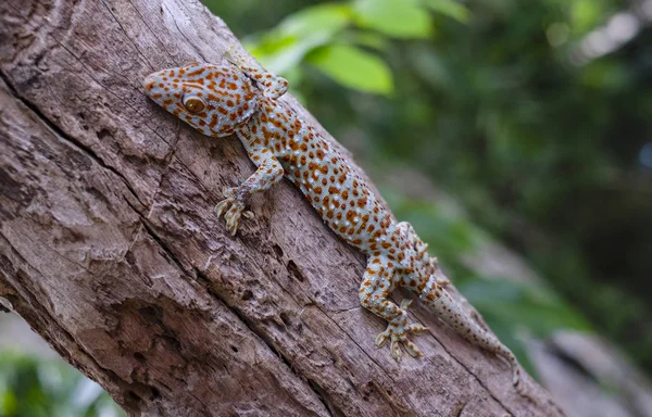 Gecko Tokay Przylega Drzewa Zielonym Niewyraźne Tło — Zdjęcie stockowe